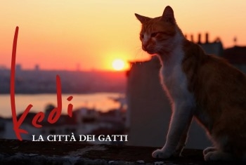 “Kedi la città dei gatti”, Istanbul cura la solitudine. Di Mila Fiorentini